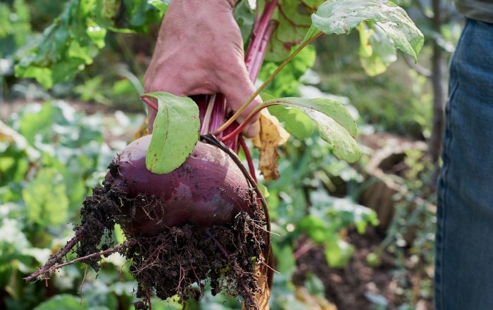 October Vegetable Gardening in Alabama: Plant Now, Harvest Soon